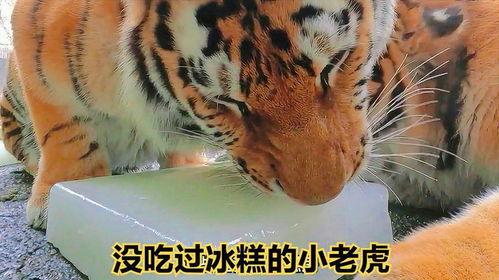 小老虎美团吃瓜视频,揭秘美食背后的故事