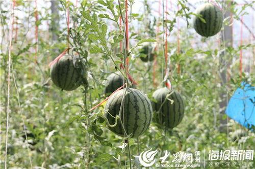 叶山瓜怎么吃最好吃视频,视频教你如何烹饪最佳口感