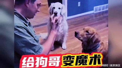 网红狗哥爆料吃瓜视频,揭秘吃瓜视频背后的惊人真相!