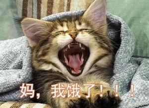 深夜吃瓜小猫咪视频播放,猫咪吃瓜视频走红网络