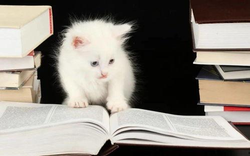 猫咪学人吃瓜的视频,猫咪学人吃瓜萌态百出