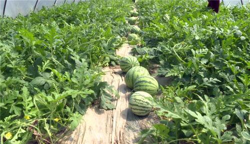 最近吃瓜事件云南视频,揭秘背后真相与争议