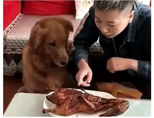 小狗可以吃牛腿瓜吗视频