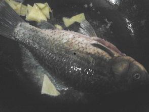 鲫鱼会吃小瓜吗视频播放