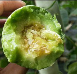 群众看吃瓜视频的好处,群众娱乐与生活洞察的便捷窗口